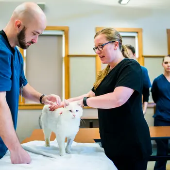 vet and veterinary assistant