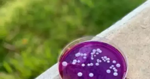 White blobs suspended in purple liquid in petri dish